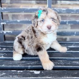 Pumpkin Patch - Red merle female Aussiedoodle puppy in Cartersville, Georgia from Simply Blessed Doodles
