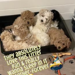Goldendoodle, Maltipoo, and Poodle Puppies from Winchester Hills Poodles and Doodles