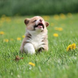 Pembroke Welsh Corgi Puppies from Bellwether Acres