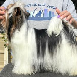 Hey You - Biewer Terrier