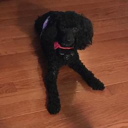 Maltese, Poodles, Shih Tzus, and Yorkshire Terriers from Deborah Richards yorkies