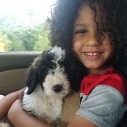 Old English Sheepdog and Sheepadoodle Puppies from Dallas Doodle Ranch