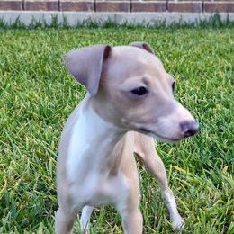 April - Blue fawn Italian Greyhound puppy in Porter, Texas from Tuncap's Italian Greyhounds
