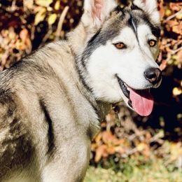 Pomskies from Shire Pups