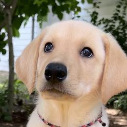 Boy 2 - Labrador Retriever puppy in Effingham, South Carolina from Stagecoach Retrievers