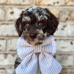 Driftwood - Merle male Goldendoodle puppy in Dallas County, Texas from Dream A Little Doodle