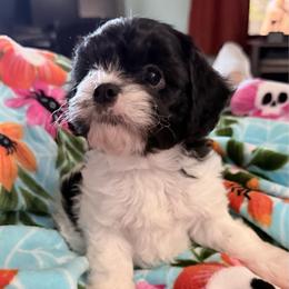 Apple - Black and white male Cavapoo puppy in Nevada, Missouri from Backroad Fur Babies