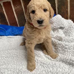 Labradoodle Puppies from Faulkner Doodles