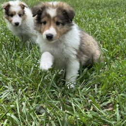 Ace - Sable and white male Shetland Sheepdog puppy in Dallas, North Carolina from Retter Ridge