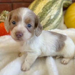 Dachshund Puppies from Shiloh Ridge Dachshunds