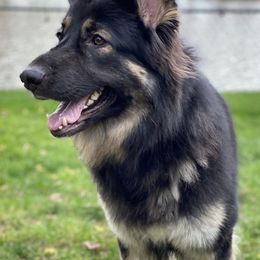 Shiloh Shepherds from Starry Night Shilohs
