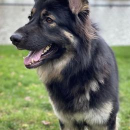 Shiloh Shepherds from Starry Night Shilohs