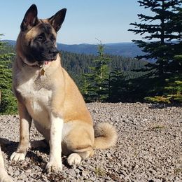 "Uni" - Akita