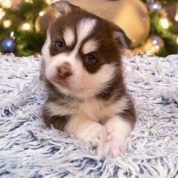 Comet - Pomsky puppy from Periwinkle Pomskies