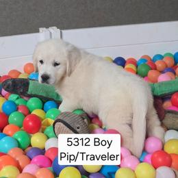 Pip boy 1 - Light golden male Golden Retriever puppy in Niles, Michigan from Composer Goldens