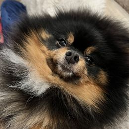Marvel - Pomeranian