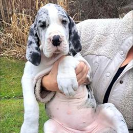 Light Pink Female - Merle female Great Dane puppy in Northeast, Pennsylvania from Bluestone Valley Great Danes