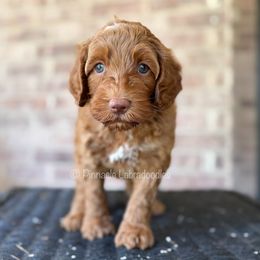 Kristoff (Gray) - Caramel red male Australian Labradoodle puppy in San Antonio, Texas from Pinnacle Labradoodles