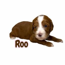 Roo - Red female Australian Labradoodle puppy in Upland, California from Kings Labradoodles
