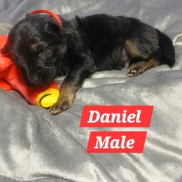 Daniel Red Collar - Black and red male German Shepherd puppy in Bedias, Texas from TiPi S Ranch's German Shepherds