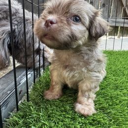 Ginger - Gold sable female Havanese puppy in Kerrville, Texas from Havanese on the Hill