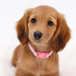 Arendelle- AKC Import Lines - Cream female Dachshund puppy in Coweta, Oklahoma from Sunnyside Dachshunds
