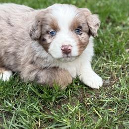 Minnie - Red merle female Australian Shepherd puppy in Otis, Oregon from Heritage Hill Aussies