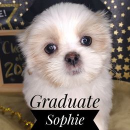 Yumi - Sable and white female Shih Tzu puppy in Peoria, Arizona from Loyal Shih Tzu