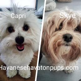 Havanese puppies from Havanese Havaton Pups