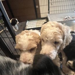 Australian Cattle Dog and Poodle Puppies from Hernwood Heelers & Poodles