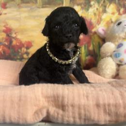 Tinkerbell - Black female Poodle puppy in Lawrenceburg, Tennessee from LUV Poodles and Maltipoos