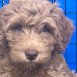 Yankee Doodle - Caramel male Labradoodle puppy in Manchaca, Texas from Heartrock Labradoodles