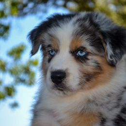 Chanel - BMF2 - Blue merle Australian Shepherd puppy in Marshall, Texas from Flying S Aussies