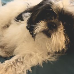 Shih Tzu All Grown Up from Shih Bears