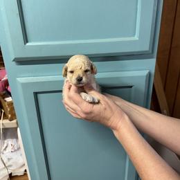 Girl 1 - Apricot female Maltipoo puppy in Mabelvale, Arkansas from Durham's Designer Poos