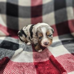 Tsireya - Blue merle female Miniature Australian Shepherd puppy in Orrtanna, Pennsylvania from Mountain Top Shepherd's