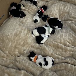 Biewer Terrier Puppies from Southern Star Biewers