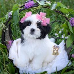 Korean Meadow - Black and white female Mal-Shi puppy in Barren Springs, Virginia from Seeking Shalom Acres Maltese, Maltipoos & Havamalts