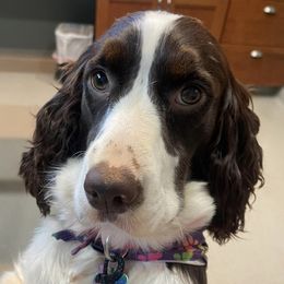 English Springer Spaniels from Dog Tired English Springer Spaniels