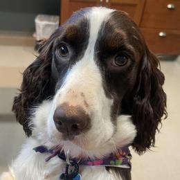 English Springer Spaniels from Dog Tired English Springer Spaniels