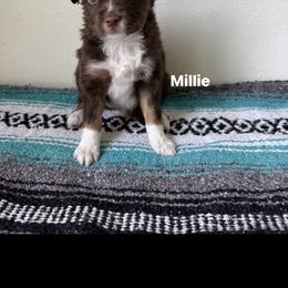 Miniature Australian Shepherd Puppies from Enchanted Oaks mini/toy Aussies