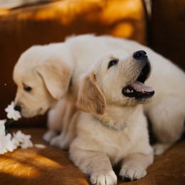 Golden Retriever Puppies from Rosemary Goldens