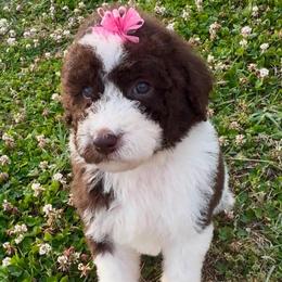Ivy - Brown and white female Aussiedoodle puppy in Denton, Maryland from Royal Conron Doodles