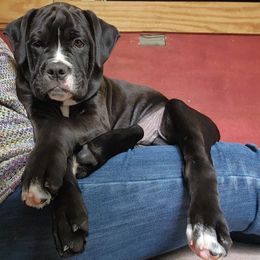ASTRO - Black and white Olde English Bulldogge puppy in Lebanon, Tennessee from Old Hickory Farm Bulldogges