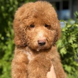 Black - Red  male Goldendoodle puppy in Tucson, Arizona from Adored Poodle & Doodles