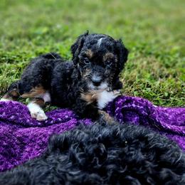 Rocky - Phantom male Bernedoodle puppy in Olin, North Carolina from Rocky Creek Raised