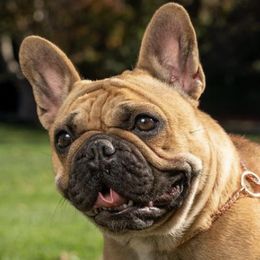 French Bulldogs from Btown Bullyz