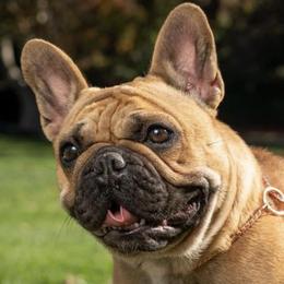 French Bulldogs from Btown Bullyz