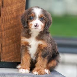 Fillmore - Blue merle male Bernedoodle puppy in Dundee, Ohio from Down Home Doodle