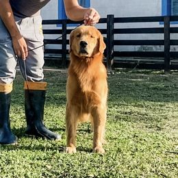 Bisteka - Golden Retriever